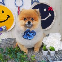 【山手店】2018年6月4日のワンちゃん達♪