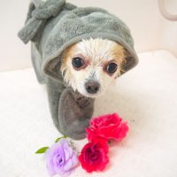 【山手店】2018年6月7日のワンちゃん達♪