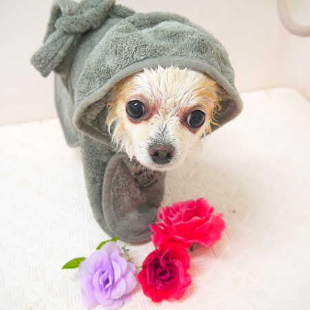 【山手店】2018年6月7日のワンちゃん達♪