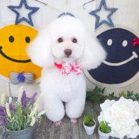 【山手店】2018年6月9日のワンちゃん達♪