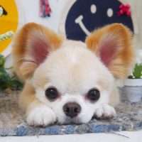 【山手店】2018年6月10日のワンちゃん達♪