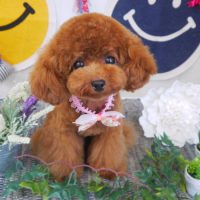 【山手店】2018年6月11日のワンちゃん達♪