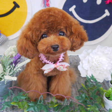 【山手店】2018年6月11日のワンちゃん達♪