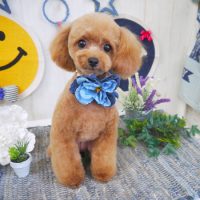 【山手店】2018年6月13日のワンちゃん達♪