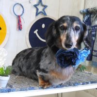 【山手店】2018年6月15日のワンちゃん達♪