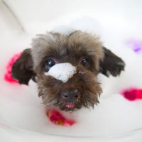 【山手店】2018年6月16日のワンちゃん達♪