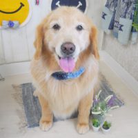 【山手店】2018年6月17日のワンちゃん達♪