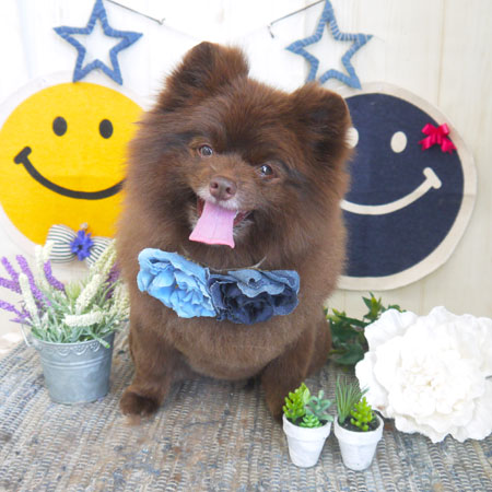 【山手店】2018年6月18日のワンちゃん達♪