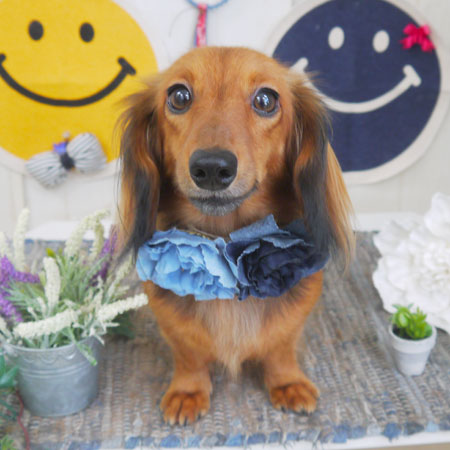 【山手店】2018年6月22日のワンちゃん達♪