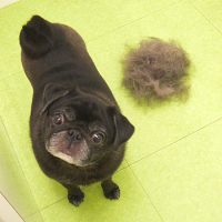 【山手店】2018年6月23日のワンちゃん達♪