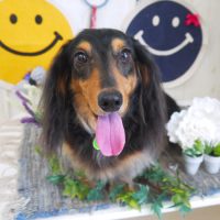 【山手店】2018年6月24日のワンちゃん達♪