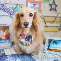 【山手店】2018年6月25日のワンちゃん達♪