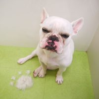 【山手店】2018年6月27日のワンちゃん達♪