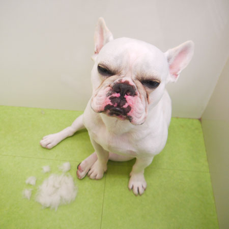 【山手店】2018年6月27日のワンちゃん達♪