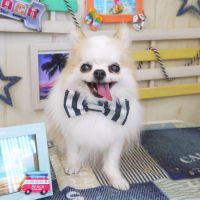 【山手店】2018年6月28日のワンちゃん達♪