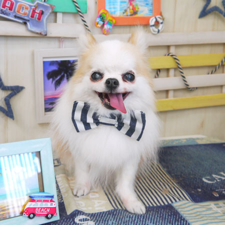 【山手店】2018年6月28日のワンちゃん達♪