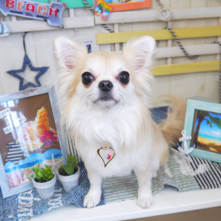 【山手店】2018年6月29日のワンちゃん達♪