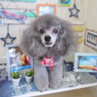 【山手店】2018年6月30日のワンちゃん達♪