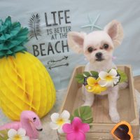 【池下店】2018年7月1日のワンちゃん達♪