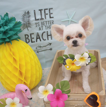 【池下店】2018年7月1日のワンちゃん達♪