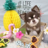 【池下店】2018年7月2日のワンちゃん達♪