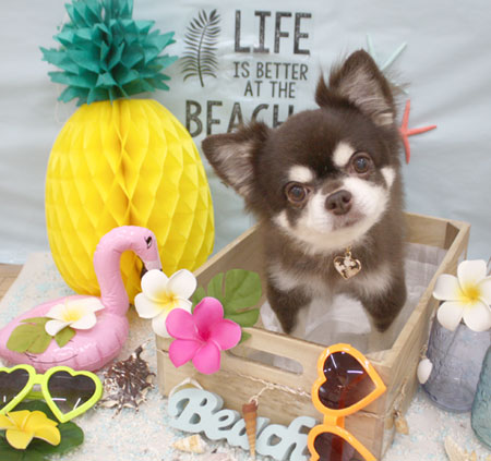 【池下店】2018年7月2日のワンちゃん達♪