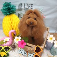 【池下店】2018年7月5日のワンちゃん達♪