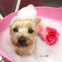 【池下店】2018年7月6日のワンちゃん達♪