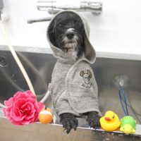 【池下店】2018年7月7日のワンちゃん達♪