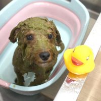 【池下店】2018年7月8日のワンちゃん達♪