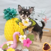 【池下店】2018年7月9日のワンちゃん達♪