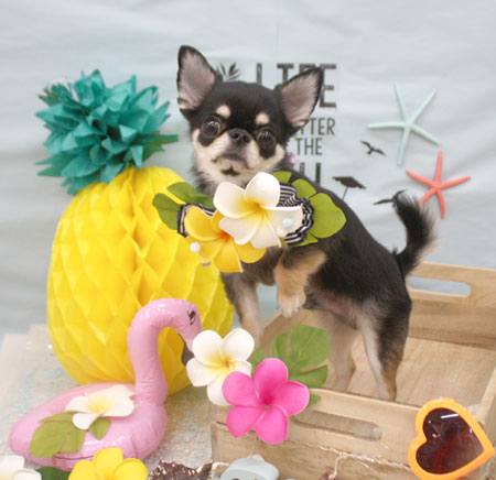 【池下店】2018年7月9日のワンちゃん達♪