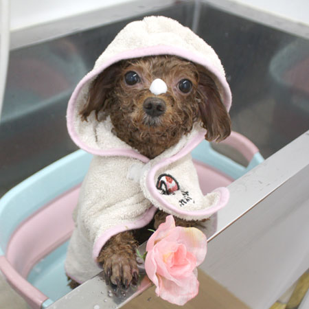 【池下店】2018年7月11日のワンちゃん達♪