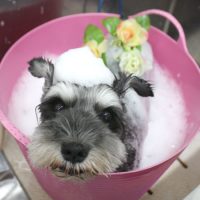 【池下店】2018年7月12日のワンちゃん達♪