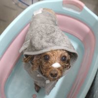 【池下店】2018年7月13日のワンちゃん達♪