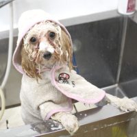 【池下店】2018年7月14日のワンちゃん達♪