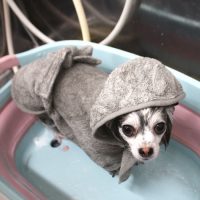 【池下店】2018年7月15日のワンちゃん達♪