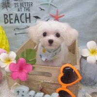 【池下店】2018年7月16日のワンちゃん達♪