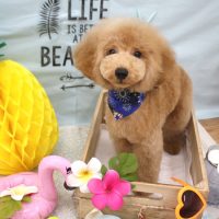 【池下店】2018年7月19日のワンちゃん達♪