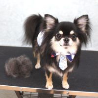 【池下店】2018年7月20日のワンちゃん達♪