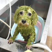 【池下店】2018年7月21日のワンちゃん達♪