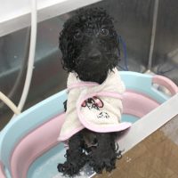 【池下店】2018年7月22日のワンちゃん達♪