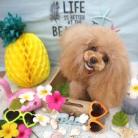 【池下店】2018年7月23日のワンちゃん達♪