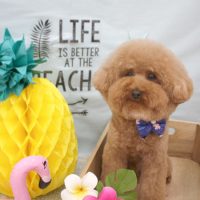 【池下店】2018年7月25日のワンちゃん達♪