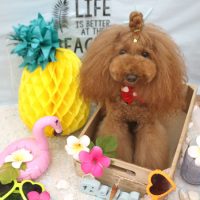 【池下店】2018年7月26日のワンちゃん達♪