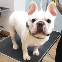 【池下店】2018年7月27日のワンちゃん達♪