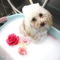 【池下店】2018年7月28日のワンちゃん達♪