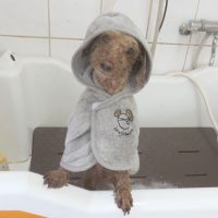 【本店】2018年7月2日のワンちゃん達♪