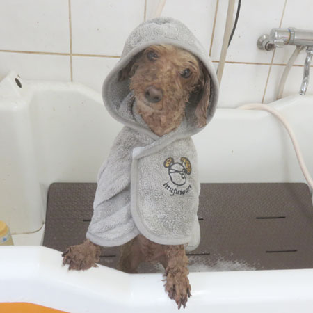 【本店】2018年7月2日のワンちゃん達♪