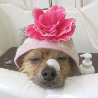 【本店】2018年7月4日のワンちゃん達♪